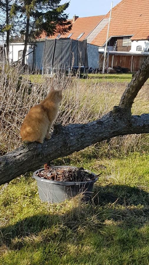 Fewo Am Saalerbodden Bartelshagen  Exteriér fotografie
